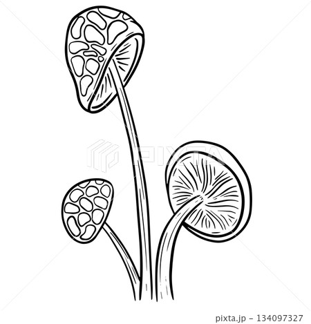 Fun Cartoon Mushroom Toadstool Character Vector Illustration 134097327