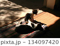 日なたぼっこ中の野良猫 134097420