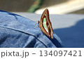 膝の上にとまる蝶々 134097421