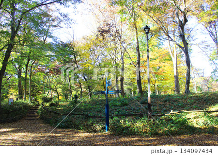 井の頭公園の紅葉 井の頭公園の紅葉 134097434