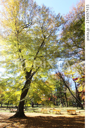 井の頭公園の紅葉 134097435