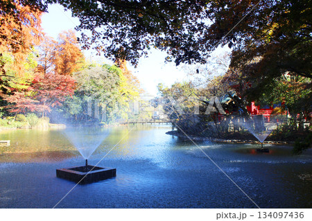 井の頭公園の紅葉 134097436