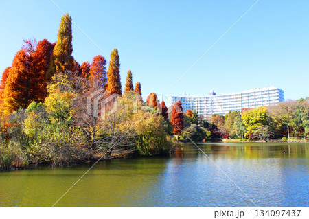 井の頭公園の紅葉 井の頭公園の紅葉 134097437