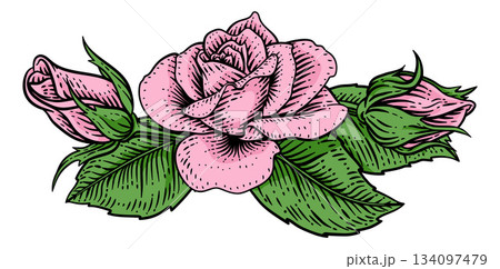 Rose Flower Woodcut Engraved Etching Illustration Rose Flower Woodcut Engraved Etching Illustration 134097479