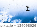 水面に映る空と鳥のシルエット 134098026