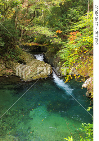 紅葉見頃な河津七滝 134098037