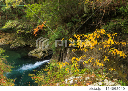 紅葉見頃な河津七滝 134098040
