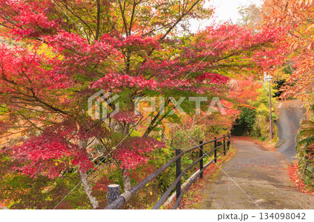 紅葉見頃な河津七滝 紅葉見頃な河津七滝 134098042