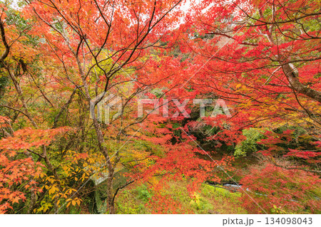 紅葉見頃な河津七滝 紅葉見頃な河津七滝 134098043