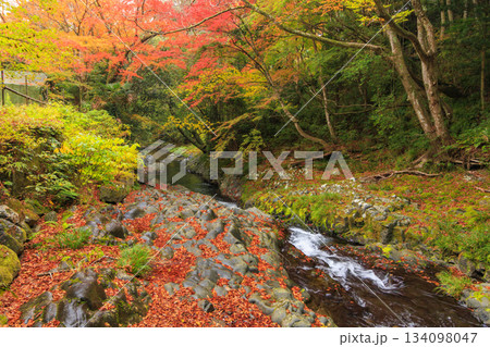紅葉見頃な河津七滝 紅葉見頃な河津七滝 134098047