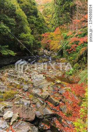 紅葉見頃な河津七滝 134098054