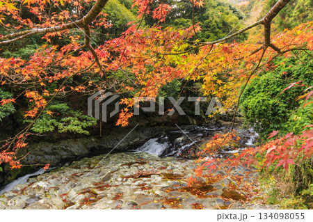 紅葉見頃な河津七滝 紅葉見頃な河津七滝 134098055