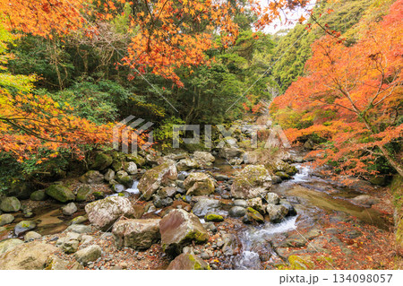 紅葉見頃な河津七滝 134098057