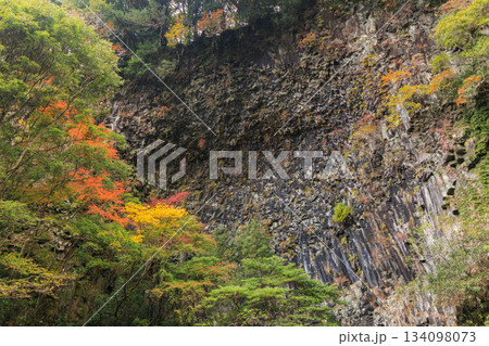 紅葉見頃な河津七滝 134098073