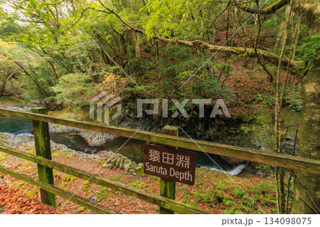 紅葉見頃な河津七滝 134098075