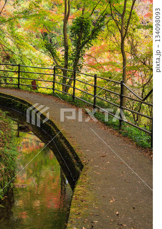 紅葉見頃な河津七滝 134098093