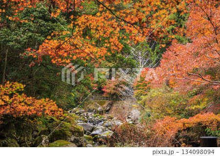紅葉見頃な河津七滝 134098094