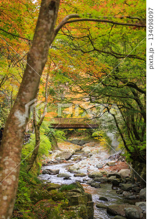 紅葉見頃な河津七滝 紅葉見頃な河津七滝 134098097