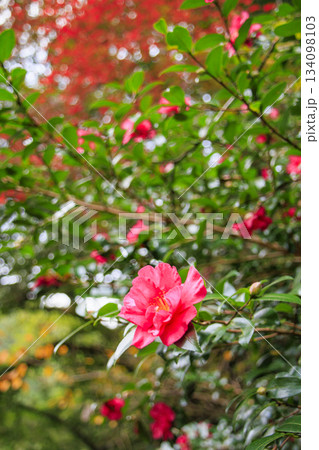 紅葉見頃な河津七滝 134098103