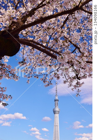青空に映える桜とスカイツリー 134098166
