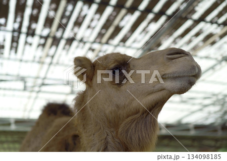 Close-up profile of a camel head and hump, looking right, with blurred striped roof overhead. Domesticated desert animal portrait in natural light, useful for wildlife or travel themes. 134098185