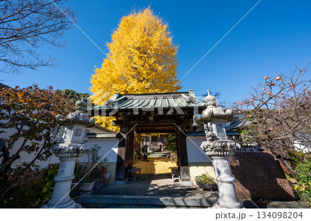 養福寺の大イチョウ 養福寺の大イチョウ 134098204