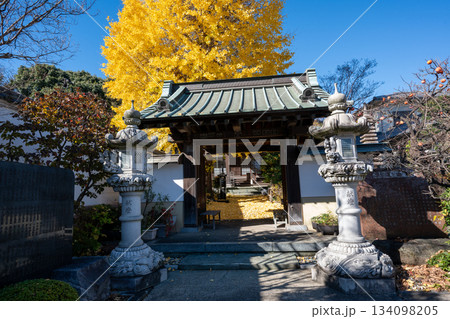 養福寺の大イチョウ 134098205