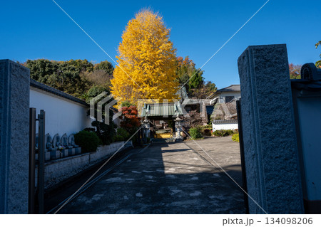 養福寺の大イチョウ 養福寺の大イチョウ 134098206