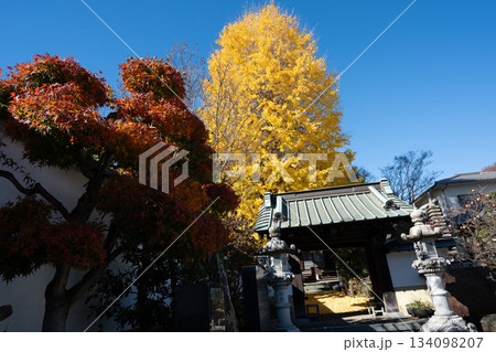 養福寺の大イチョウ 134098207