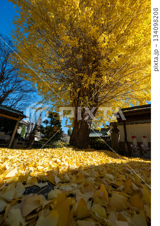 養福寺の大イチョウ 134098208