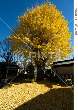 養福寺の大イチョウ 134098209