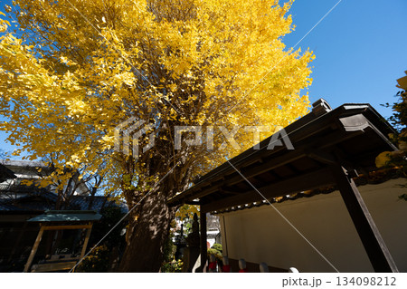 養福寺の大イチョウ 養福寺の大イチョウ 134098212