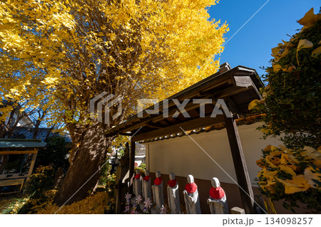 養福寺の大イチョウ 134098257
