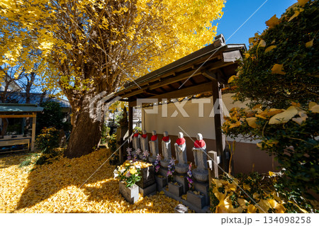 養福寺の大イチョウ 養福寺の大イチョウ 134098258