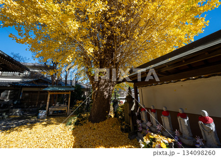 養福寺の大イチョウ 134098260