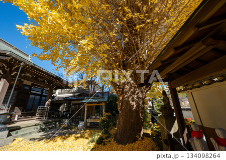 養福寺の大イチョウ 134098264