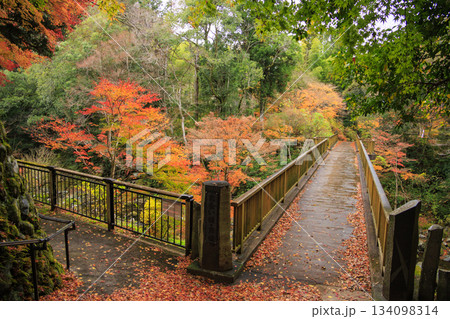 紅葉見頃な天城湯ヶ島出会い橋 134098314