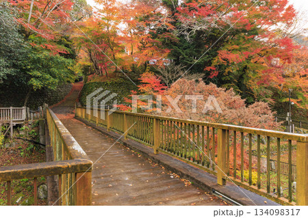 紅葉見頃な天城湯ヶ島出会い橋 134098317