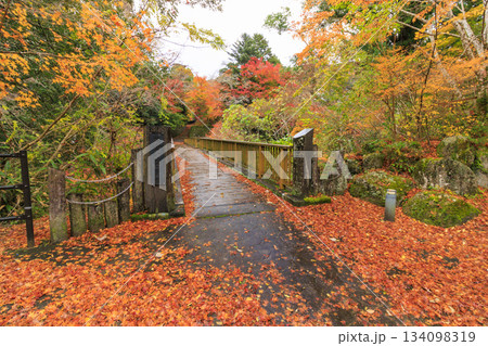 紅葉見頃な天城湯ヶ島出会い橋 紅葉見頃な天城湯ヶ島出会い橋 134098319
