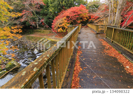 紅葉見頃な天城湯ヶ島出会い橋 134098322
