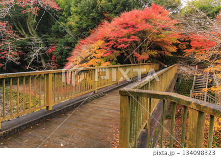 紅葉見頃な天城湯ヶ島出会い橋 紅葉見頃な天城湯ヶ島出会い橋 134098323