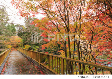 紅葉見頃な天城湯ヶ島出会い橋 紅葉見頃な天城湯ヶ島出会い橋 134098324