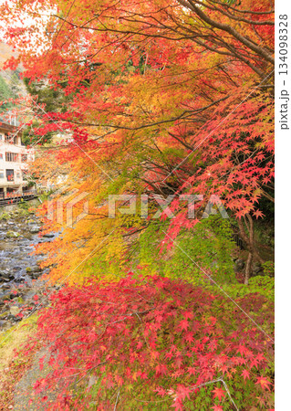 紅葉見頃な天城湯ヶ島出会い橋 紅葉見頃な天城湯ヶ島出会い橋 134098328
