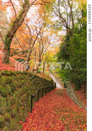 紅葉見頃な天城湯ヶ島出会い橋 134098329