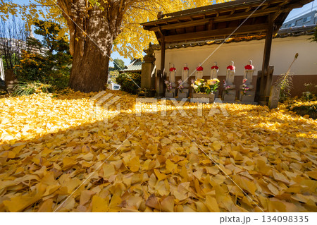 養福寺の大イチョウ 134098335