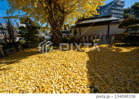 養福寺の大イチョウ 養福寺の大イチョウ 134098336
