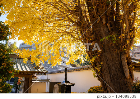 養福寺の大イチョウ 養福寺の大イチョウ 134098339