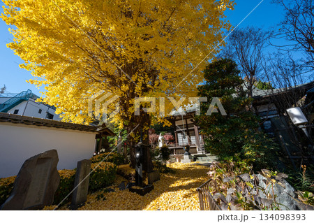養福寺の大イチョウ 134098393