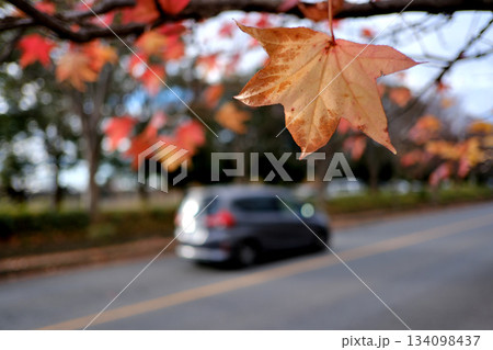 紅葉の中を走るクルマ 紅葉の中を走るクルマ 134098437
