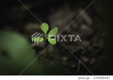 Young plant sprouting on cracked dry soil, symbolizing resilience. Young plant sprouting on cracked dry soil, symbolizing resilience. 134098487